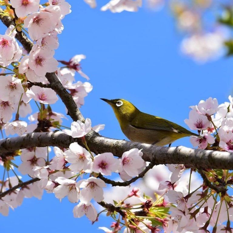 Ya llego la primavera en el hemisferio norte, y los campos japoneses florecen y justo…