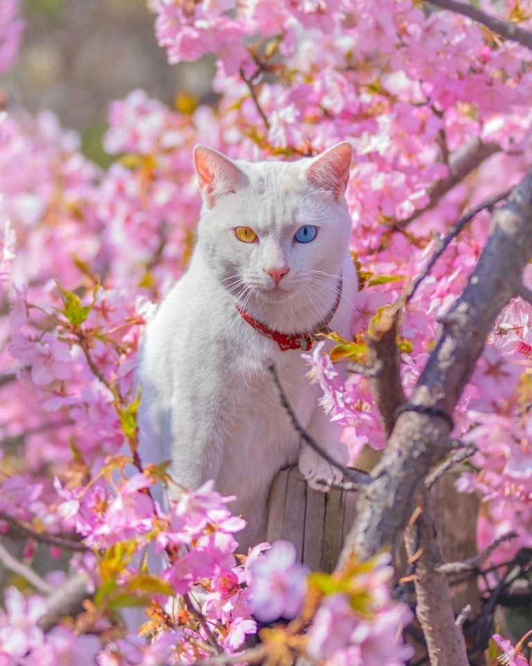 ¿Sabías que en Japón se dice que los gatos de ojos extraños traen buena suerte?,…