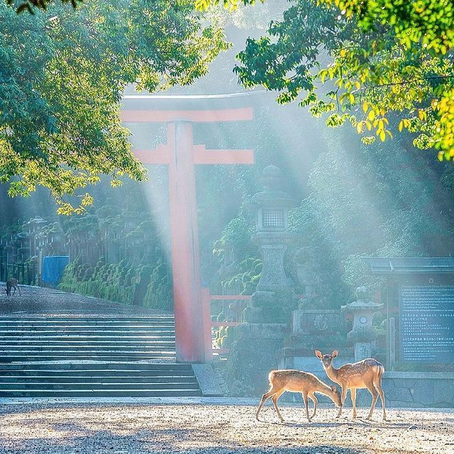 Kasuga Taisha – 春日大社. Kasuga Taisha es un santuario ubicado en el parque de Nara…