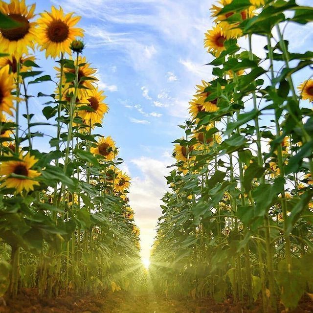 Cual es tu flor favorita?. ¡Comenta abajo! 🤙️ ¡Feliz viaje de autodescrubrimiento!