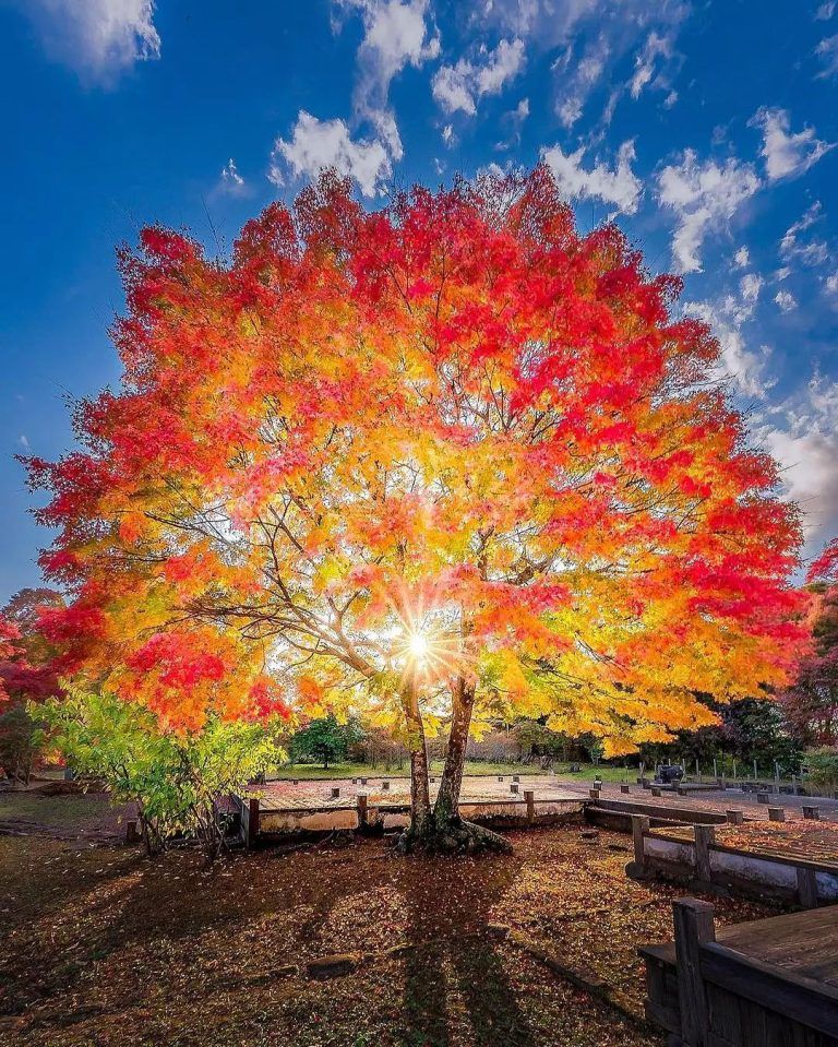 Phoenix tree, Hermoso árbol de arce, que se proyecta como un Phoenix. Foto tomada en…