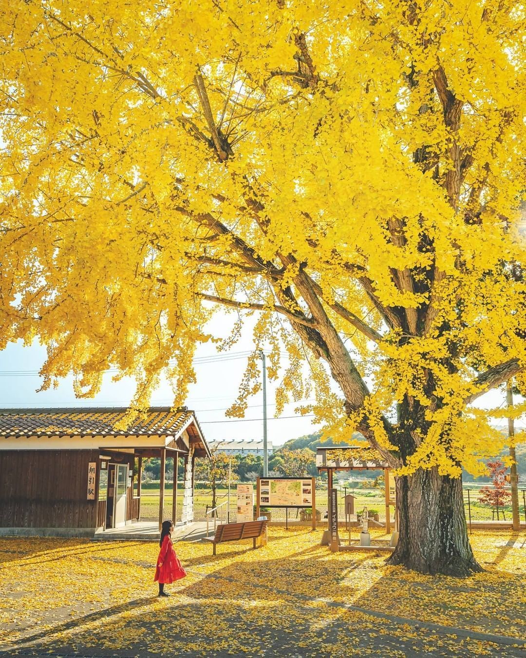 La prefectura de Hyogo es una prefectura de Japón ubicada en la región de Kansai de Honshu.¿Prefieres más el otoño o alguna otra temporada?Foto @kaji_nori06Los colores de otoño son muy particulares, recuerdan el fin del año y cosecha del 2021.Feliz viaje de autodescubrimiento y despertar.Gracias, Gracias, Gracias, Gassho, @dinopierini#reikivenezuela #reikizulia #reikimaracaibo #japon #sabiduriajaponesa