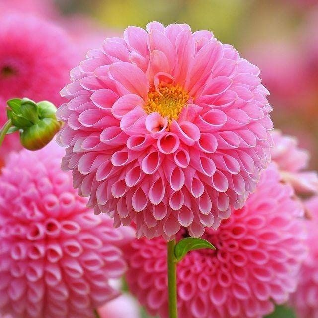 Festival de la dalia y la mamá del jardín en la Granja Serakogen, Japón. Otro…