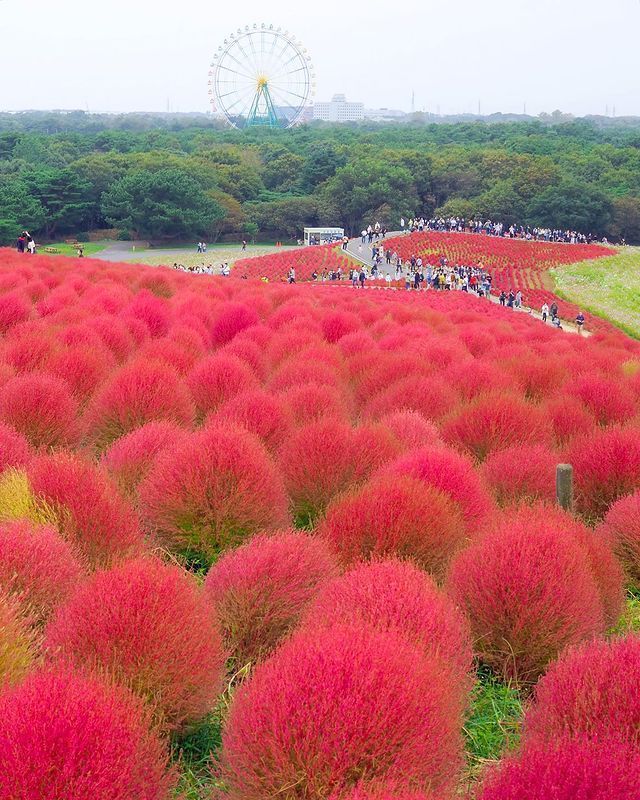 Foto de Mokomoko Kokia tomada desde la cima de la colina ️️Este espectáculo de los…