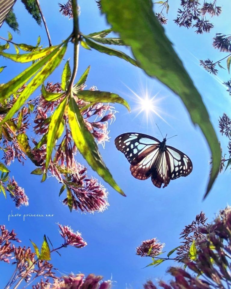 Para sanar y despertar, debemos transformarnos en nuevo ser, dejándonos fluir con nuestra naturaleza, esencia…