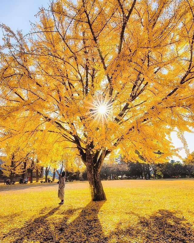 Sabes, son arboles de Ginkgo en el Museo de Historia de la Prefectura de Ibaraki,…