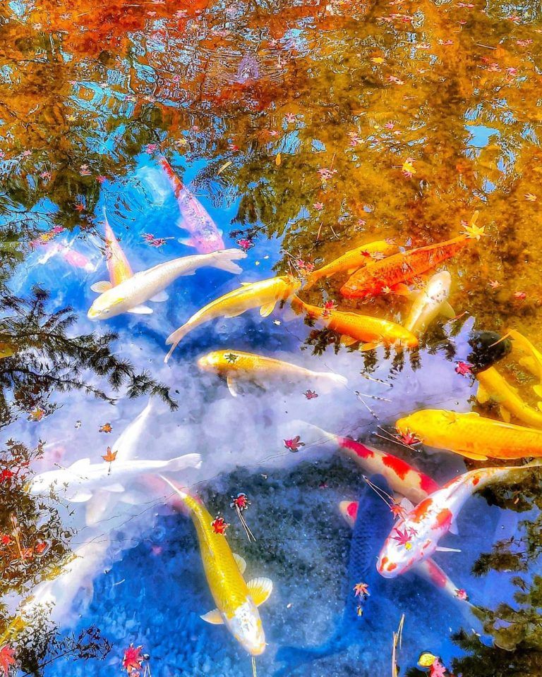 Gracias a sus brillantes colores y a su elegancia, las carpas nishikigoi son conocidas como…