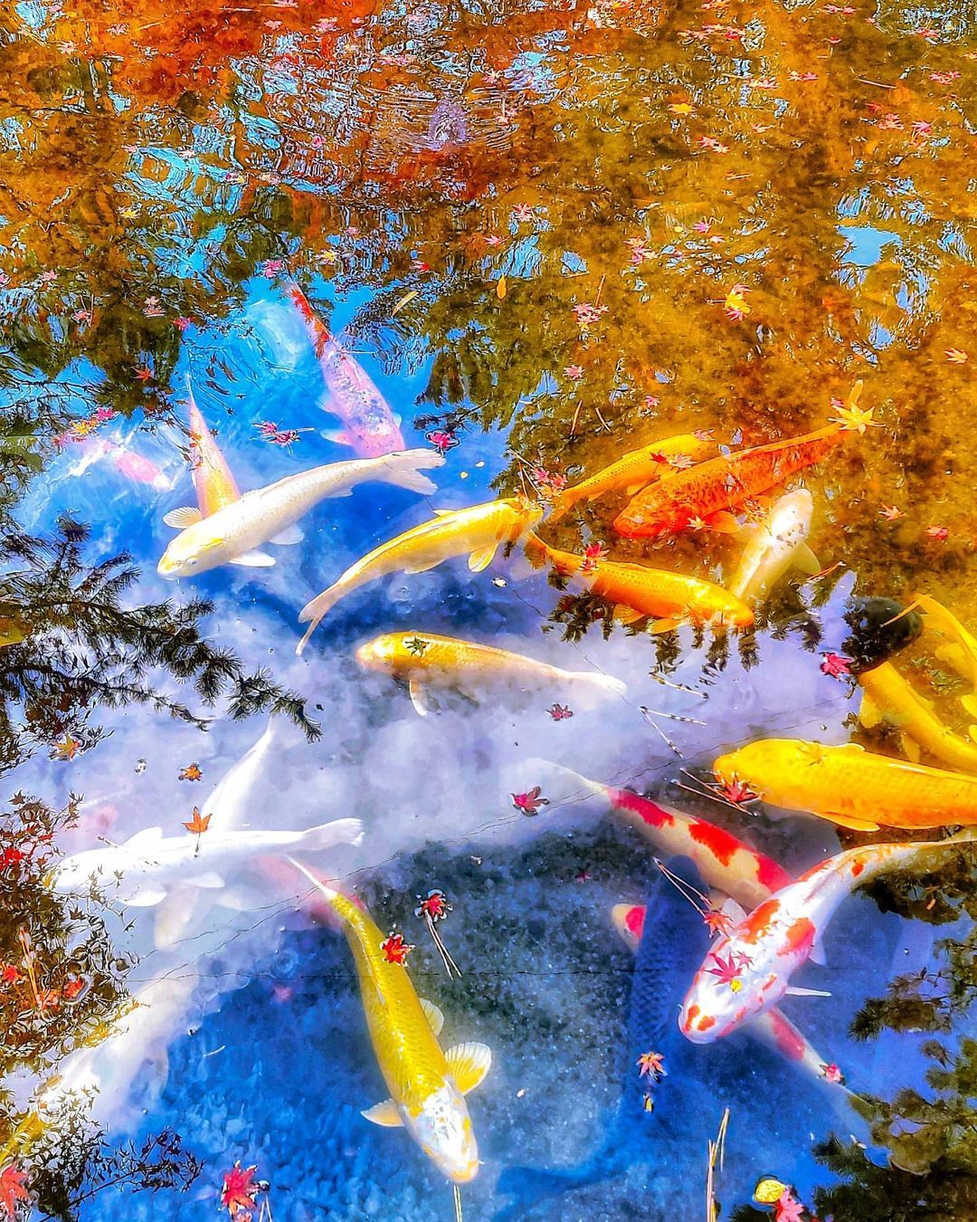 Gracias a sus brillantes colores y a su elegancia, las carpas nishikigoi son conocidas como “obras de arte vivientes” o “joyas nadadoras”. Se les denomina comúnmente carpas koi, peces koi, nishikigoi o simplemente koi.Se dice que se dice que los Nishikigoi son un símbolo de paz porque no se pelean entre ellos.Originalmente eran criadas para el consumo humano en la región montañosa de Chūetsu (prefectura de Niigata) y posteriormente se convirtieron en lujosos peces de ornamento muy apreciados en todo el mundo.Otro hermoso tesoro de Japón.Feliz viaje de autodescubrimiento y despertar.Gracias, Gracias, Gracias, Gassho, @dinopierini#reikivenezuela #reikizulia #reikimaracaibo #japon #sabiduriajaponesa