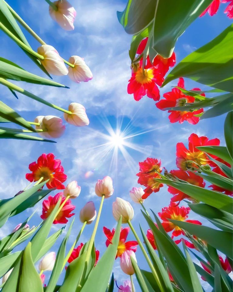 Tulipanes de invierno en Kanagawa Japón. Cuéntame que te inspira esta foto.