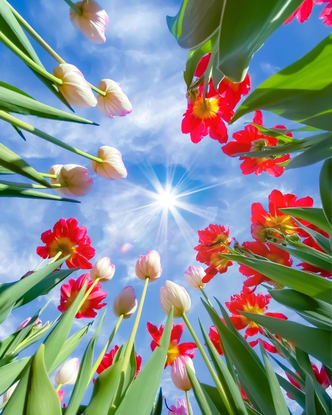 Tulipanes de invierno en Kanagawa Japón.Cuéntame que te inspira esta fotoFeliz viaje de autodescubrimiento y despertar.Gracias, Gracias, Gracias, Gassho, @dinopierini#reikivenezuela #reikizulia #reikimaracaibo #japon #sabiduriajaponesa