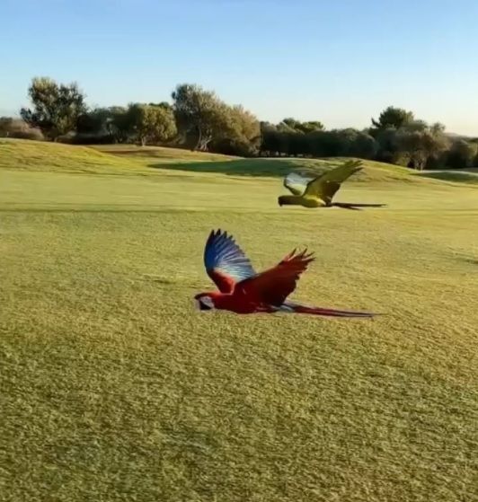Los guacamayos son aves inteligentes y sociales que a menudo se reúnen en bandadas de…