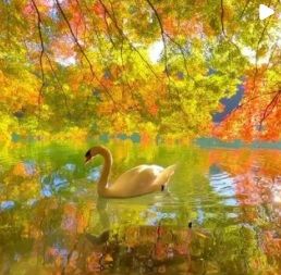 Hermosa Laguna en la prefectura de Yamanashi, Japón. Laguna muy popular en otoño, por su…