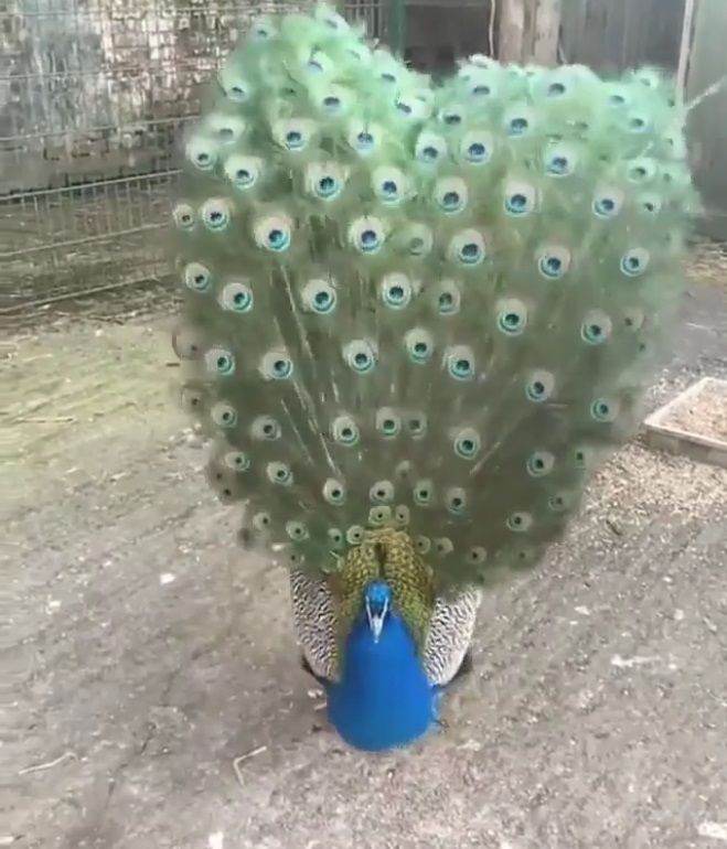 Un pavo real macho, 🦚 mostrando sus hermosas plumas a una hembra detrás de él.…