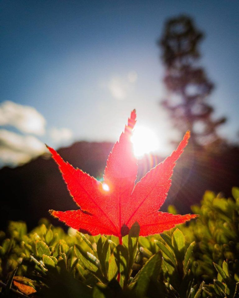 La belleza de las hojas de otoño en el Templo Eihoji, en Gifu, Japón. Feliz…