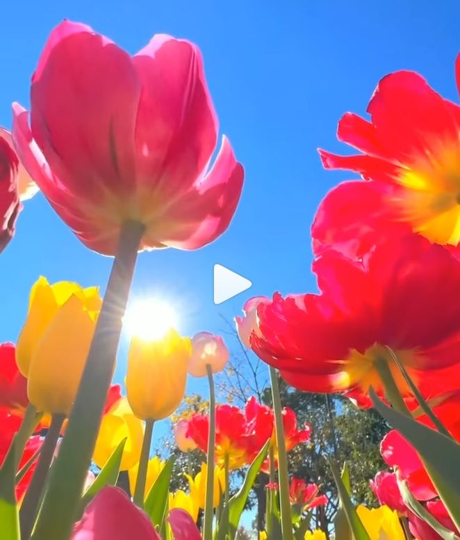 Tulipanes en Kana Garden en la ciudad de Hiratsuka, cerca de Tokio. Que hermoso jardín…