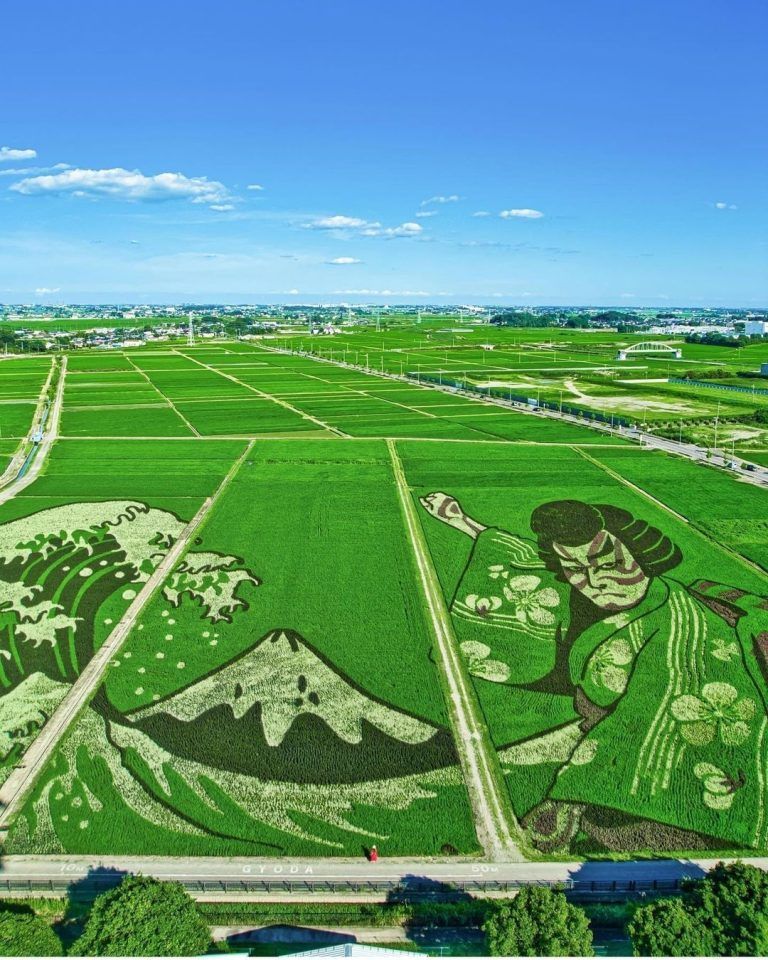El arte de los arrozales se está consolidando como una nueva tradición que colorea los…