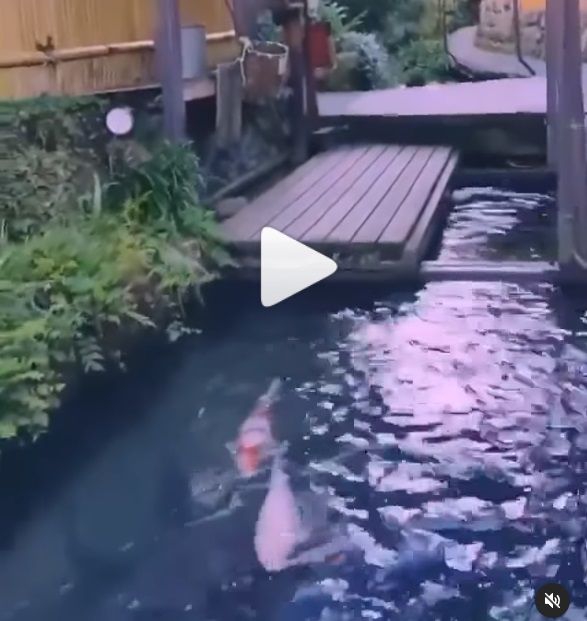 Los japoneses han elogiado durante mucho tiempo al koi (carpa) como «el rey de los…