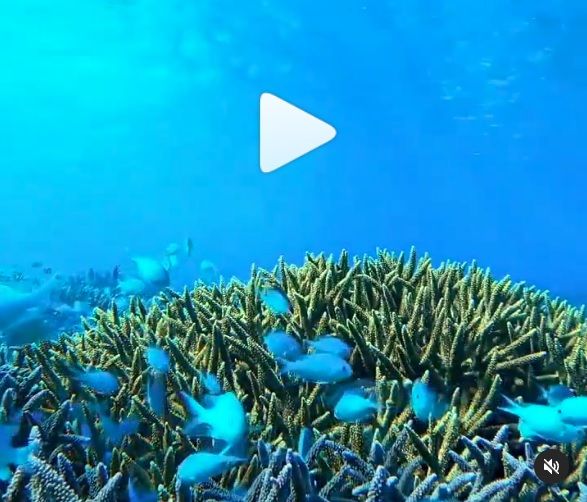 Que hermosura este video en Miyakojima y sus pequeños y hermosos habitantes del mar. Otro…