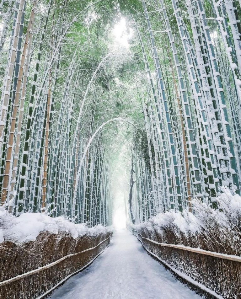 El bosque de bambú de Arashiyama es uno de los principales lugares de interés de&hellip;