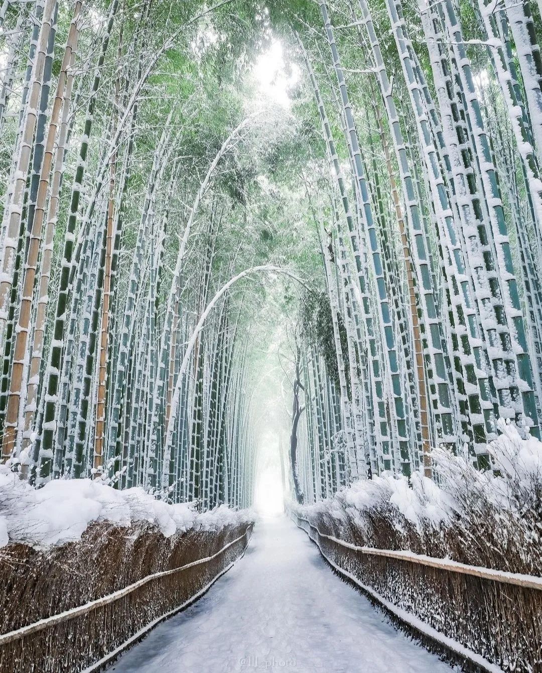 El bosque de bambú de Arashiyama es uno de los principales lugares de interés de Kioto y por una buena razón: pararse en medio de estos altísimos arboles de bambú es como estar en otro mundo.¿Qué te inspiro este lugar cuando viste la foto?¿Qué sitio de Japón te gustaría visitar?. Yo voy a volver a Kioto.️ Feliz viaje de autodescubrimiento y despertarCasa Reiki y Salud, una caricia para el alma, ampliando el circulo de luz, promoviendo una vida de felicidad y bienestar.Gracias, gracias, gracias, Gassho, @dinopierini🌐Página WEB: www.gReiki.com#consciencia #alma #bienestar #inspiracion #despertar #despertarespiritual #reikimaracaibo #reikivenezuela #reikizulia #reikisalud #Ujibashi #japan #japon #kyotoimperialpalace #kyotojapan #japanesegarden