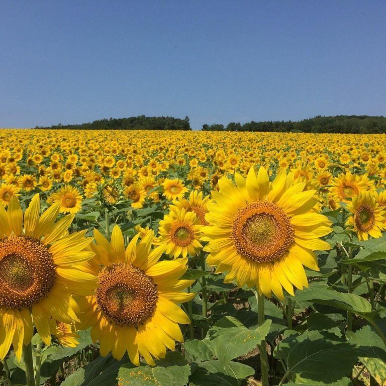 2 millones de girasoles en Hokuryu-cho en Hokkaido. Este es el campo de girasoles más…