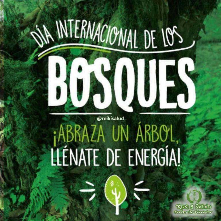 Abraza un árbol, llénate de Energía. Hoy día internacional de los Bosques. Investiga, explora, maravíllate…