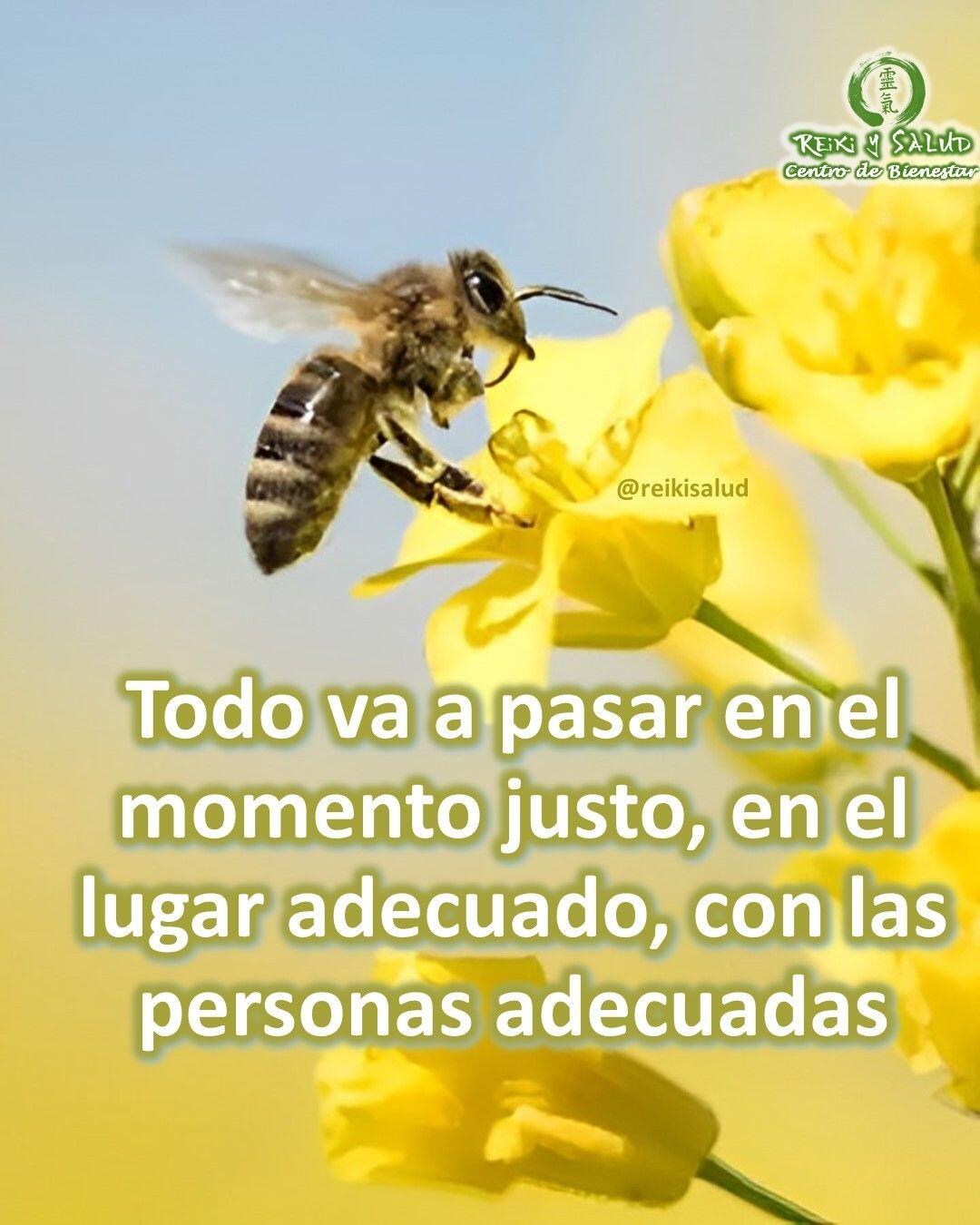 Todo va a pasar en el momento justo, en el lugar adecuado, con las personas adecuadas. – Wayne Dyer-Lo importante es confiar plenamente en el Universo, en tu divinidad, porque todo lo que Te está pasando, siempre es lo mejor que Te podía pasar. Confiar también está asociada a nuestra expectativa en el tiempo, tanto como para lo que queremos, como para lo que queremos desprendernos.Con toda la certeza que, si lo CREES, lo CREAS, compartimos desde Casa Reiki y Salud, un abrazo de luz, con la confianza de que Dios está con nosotros y somos uno con la conciencia universal. Quiero invitarte a conocer la bella practica de Reiki Ho y mejorar tu conexión con la energía de la más alta vibración, de la más alta dimensión, de la energía más pura del universo; permitiendo que la energía de la creación, nos de lo que más necesitemos, promoviendo en nuestras vidas, salud y felicidad.Contáctame al privado o vía whatsap/telegram al +58 414 6048813, si tienes alguna inquietud, deseas aprender Reiki en el futuro en nuestro centro terapéutico, Casa Reiki y Salud, en Maracaibo.Casa Reiki y Salud, una caricia para el alma, ampliando el circulo de luz, promoviendo una vida de felicidad y bienestar.Gracias, gracias, gracias, Námaste, @dinopieriniSi te gusta la publicación Compártela, COMENTA, Gracias, gracias gracias🌐Página WEB: www.gReiki.com#amor #felicidad #abundancia #gratitud #crecimientopersonal #consciencia #alma #bienestar #inspiracion #despertar #despertarespiritual #reikimaracaibo #reikizulia #reikivenezuela #saludybienestar #reikisalud