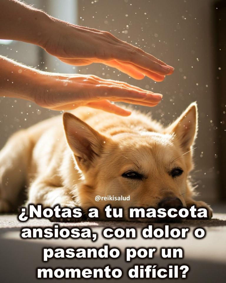 ¿Notas a tu mascota ansiosa, con dolor o pasando por un momento difícil?